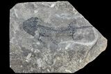 Discosauriscus (Early Permian Reptiliomorph) #76377-1